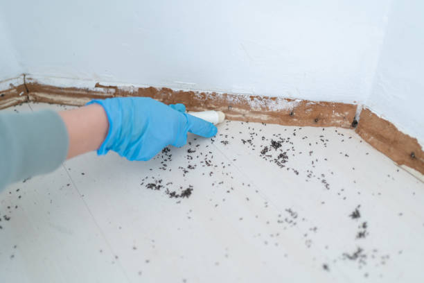 Best Termite Control Services  in Discovery Bay, CA